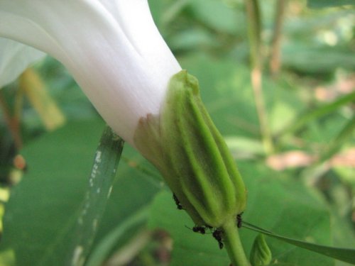 Bigroot morning glory (Ipomoea pandurata)