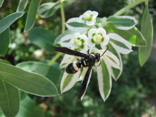 Snow on the Mountain (Euphorbia marginata)