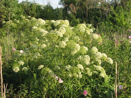 Water Hemlock (Cicuta maculata)