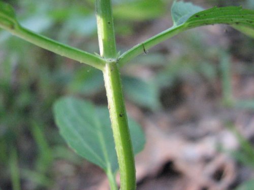 Slenderleaf Betony (Stachys tenuifolia)