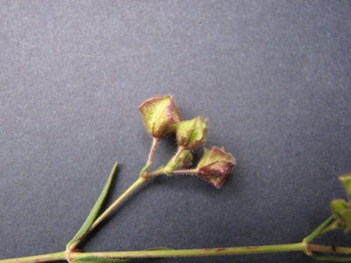 White Four-O'clock (Mirabilis albida)