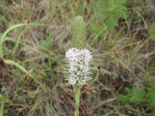 white prairie clover (Dalea candida)