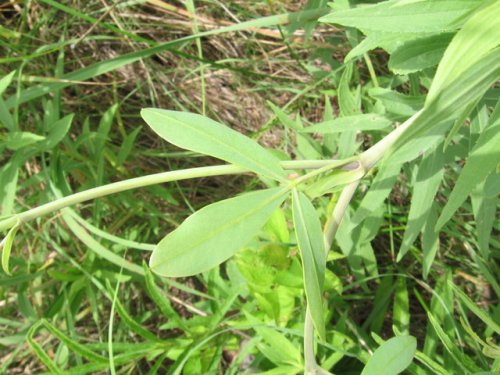 White Wild Indigo (Baptisia alba)