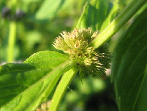 Field Mint (Mentha arvensis)