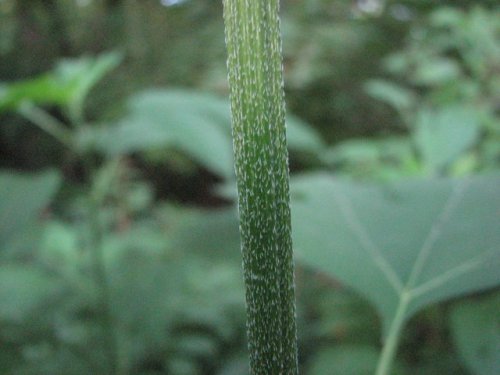 Giant Ragweed (Ambrosia trifida)