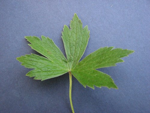 Canada Anemone (Anemone canadensis)