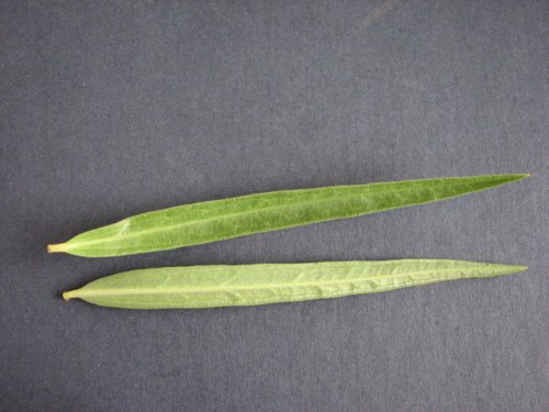 Tall Green Milkweed (Asclepias hirtella)