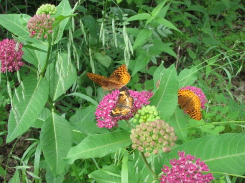 Purple Milkweed (Asclepias purpurascens)