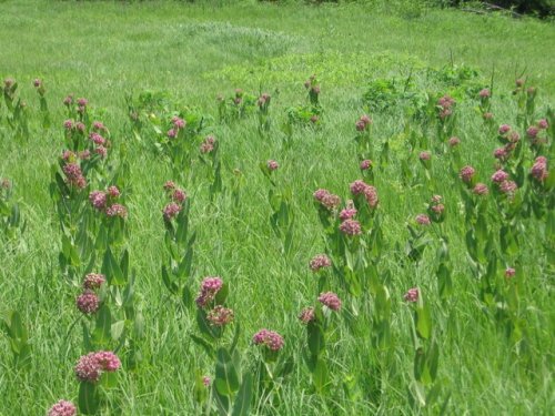 Smooth Milkweed (Asclepias sullivantii)