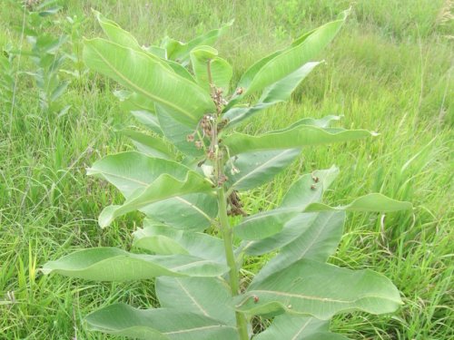 Common Milkweed (Asclepias syriaca)