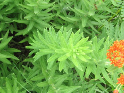 Butterfly Milkweed (Asclepias tuberosa)