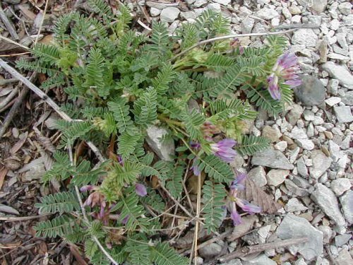 Ground Plum Milkvetch (Astragalus crassicarpus)