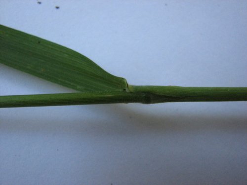 Canada Brome (Bromus pubescens)