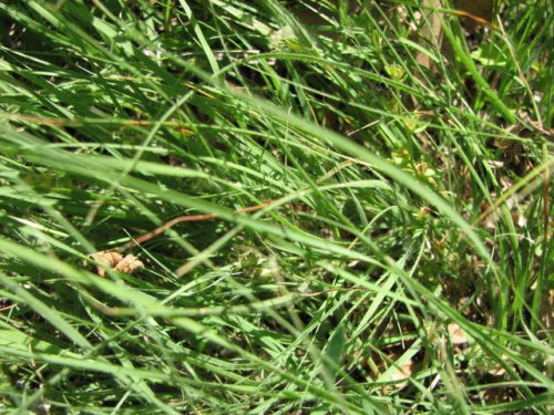 Buffalo Grass (Buchloe dactyloides)