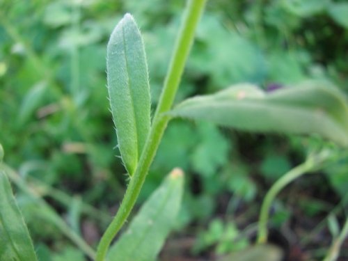 Corn Gromwell (Lithospermum arvense)