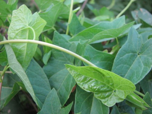 Common Hedge Bindweed (Calystegia sepium)