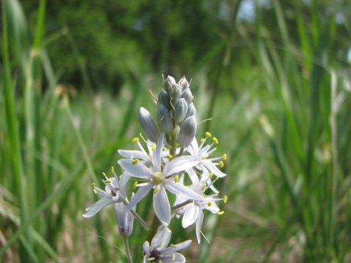 Wild Hyacinth (Camassia angusta)