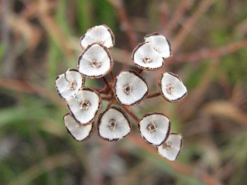 Inland New Jersey Tea (Ceanothus herbaceus)