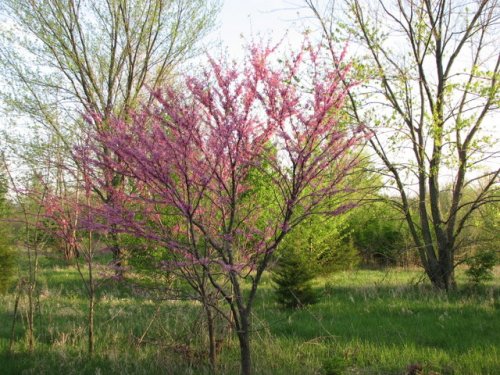 Redbud (Cercis canadensis)