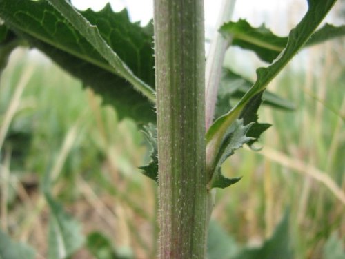 Chicory (Cichorium intybus)