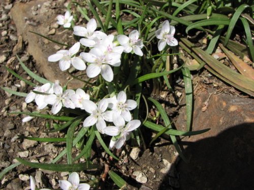 Spring Beauty (Claytonia virginica)