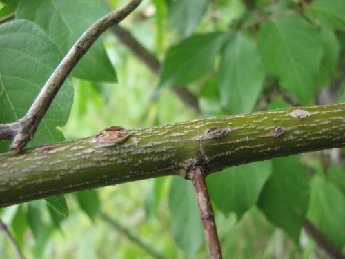 Swamp Dogwood (Cornus amomum)