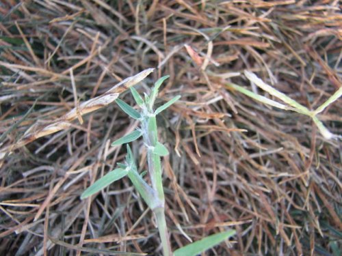 Bermuda Grass (Cynodon dactylon)