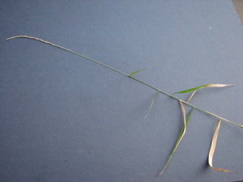 Rock Muhly (Muhlenbergia sobolifera)