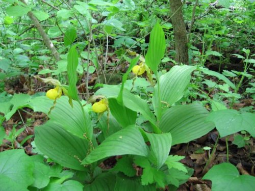 Yellow Lady's Slipper (Cypripedium pubescens)