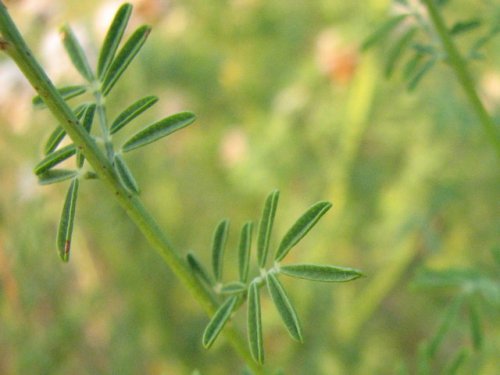 Roundhead Prairie Clover (Dalea multiflora)