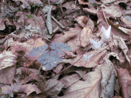 Dutchman's Breeches (Dicentra cucullaria)