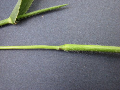 Leiberg's Panicgrass (Dichanthelium leibergii)