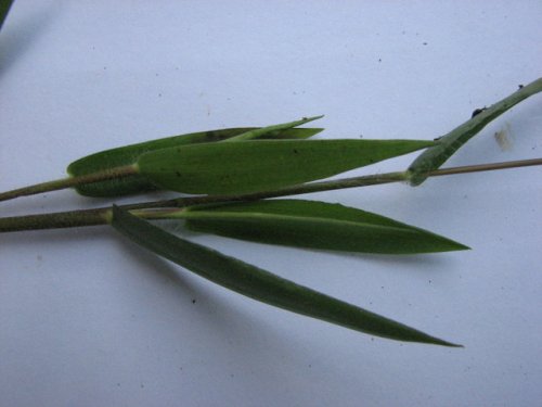 Scribners Panicgrass (Dichanthelium oligosanthes)