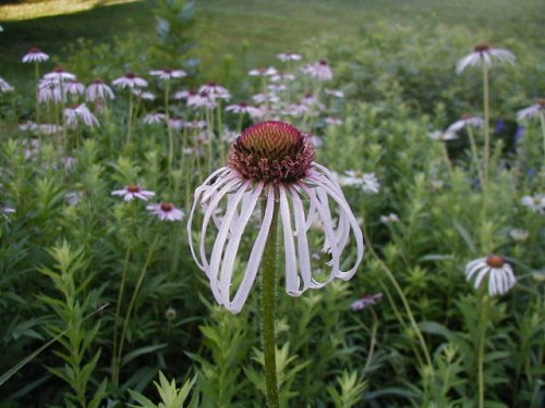 Pale Coneflower (Echinacea pallida)