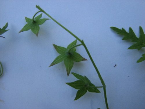 Waterpod (Ellisia nyctelea)