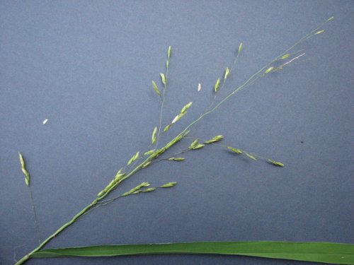 Rice Cutgrass (Leersia oryzoides)