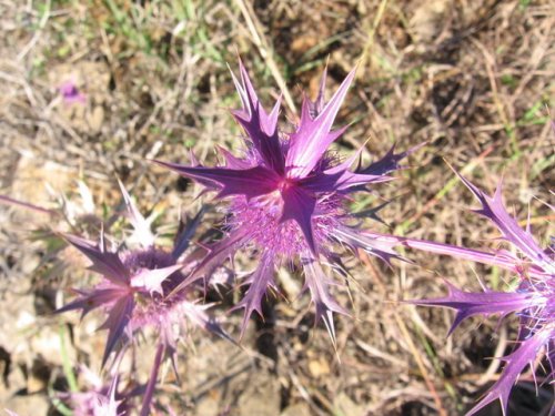 Leavenworth Eryngo (Eryngium leavenworthii)