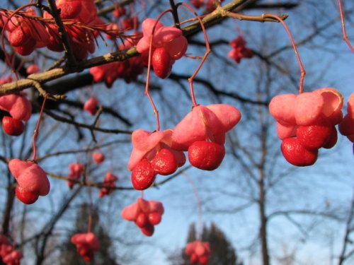 Eastern Wahoo (Euonymus atropurpureus)