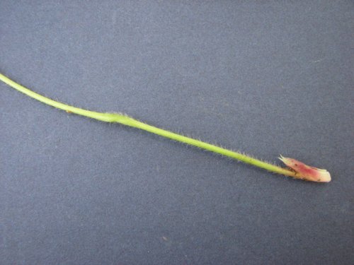 Wild Strawberry (Fragaria virginiana)