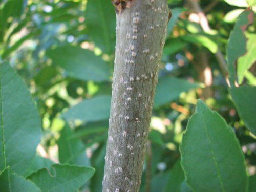 Green Ash (Fraxinus pennsylvanica)