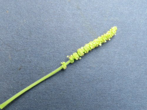 Rough pod copperleaf (Acalypha ostryifolia)