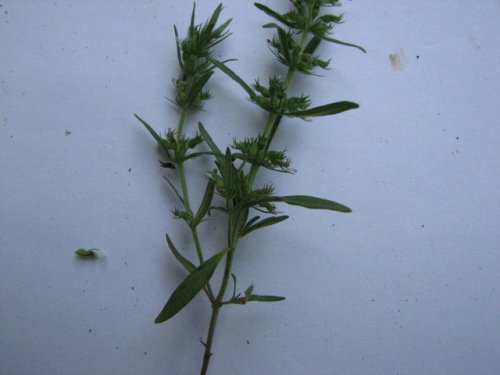 Rough False Pennyroyal (Hedeoma hispida)