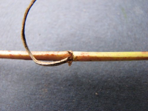 Narrowleaf Bluets (Hedyotis nigricans)
