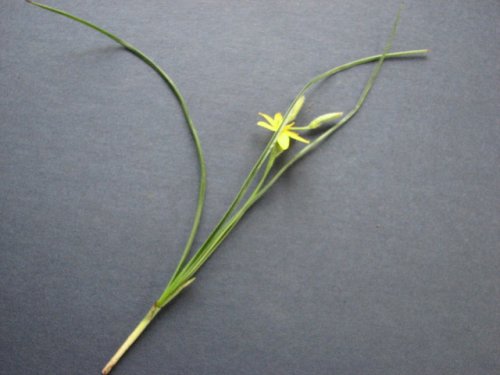 Yellow Stargrass (Hypoxis hirsuta)