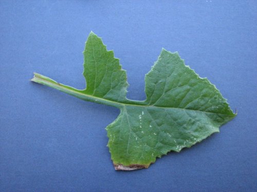 Florida Lettuce (Lactuca floridana)