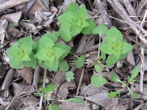 Purple Deadnettle (Lamium purpureum)