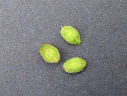 Field Peppergrass (Lepidium campestre)