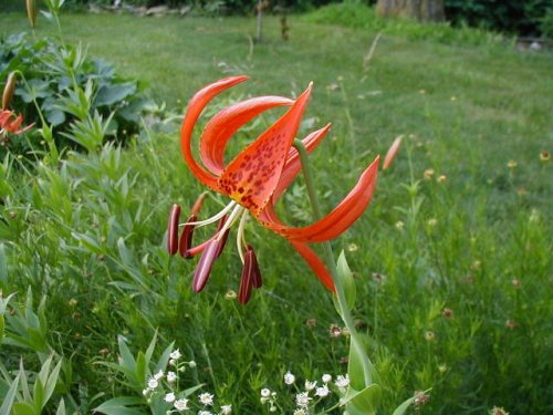 Michigan Lily (Lilium michiganense)