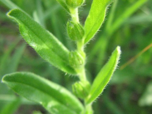 Hoary Puccoon (Lithospermum canescens)