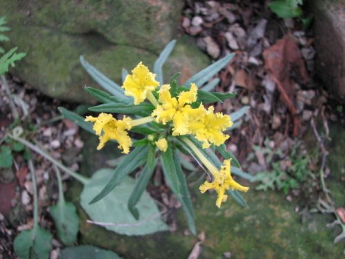 Fringed Puccoon (Lithospermum incisum)